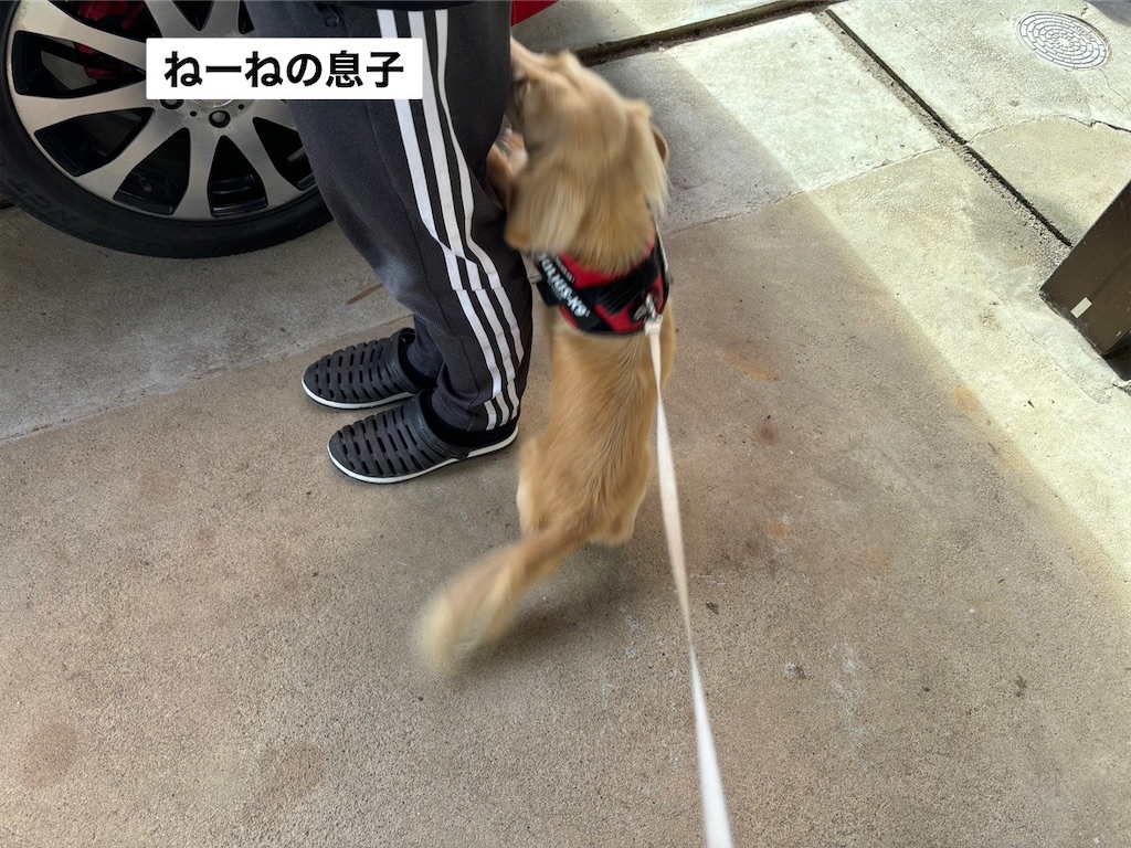 f:id:renkunno:20241122094655j:image