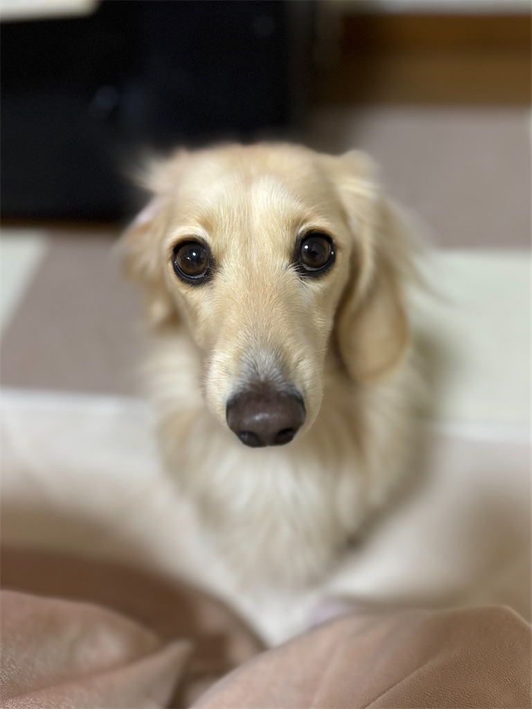 f:id:renkunno:20241122143527j:image