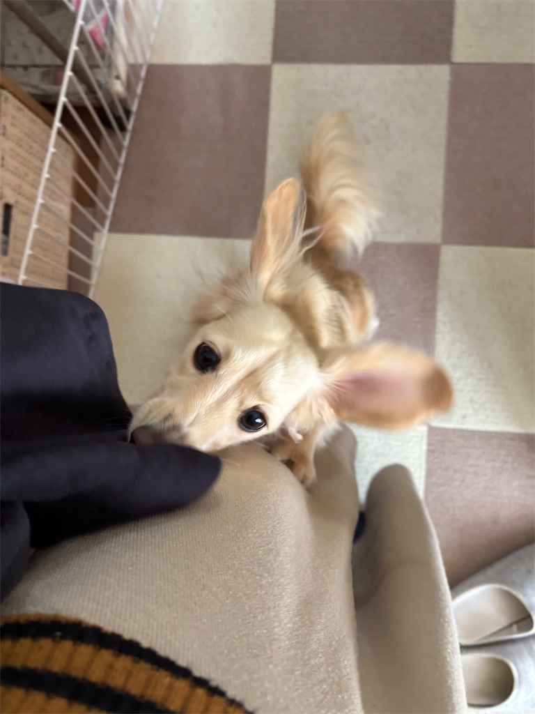 f:id:renkunno:20241205212905j:image