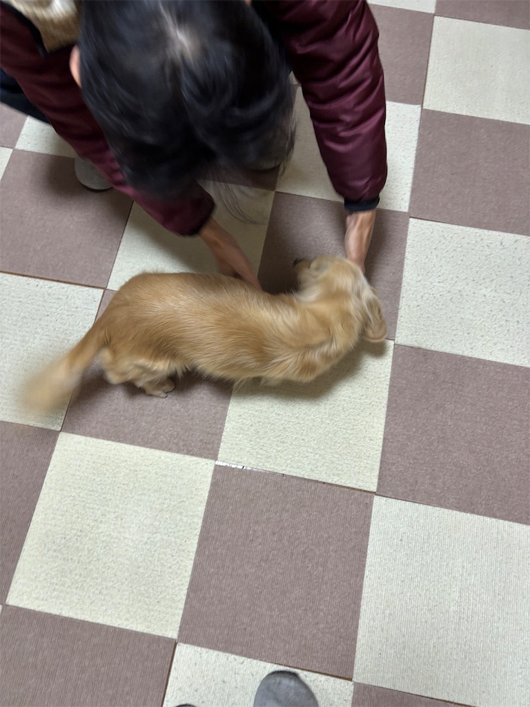f:id:renkunno:20241228190621j:image