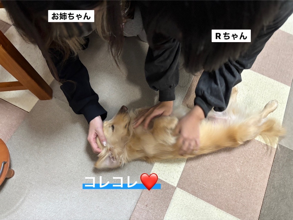 f:id:renkunno:20241230232741j:image