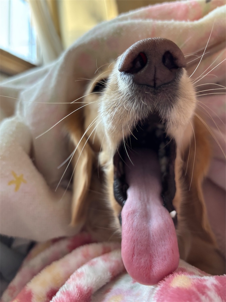 f:id:renkunno:20250102162101j:image