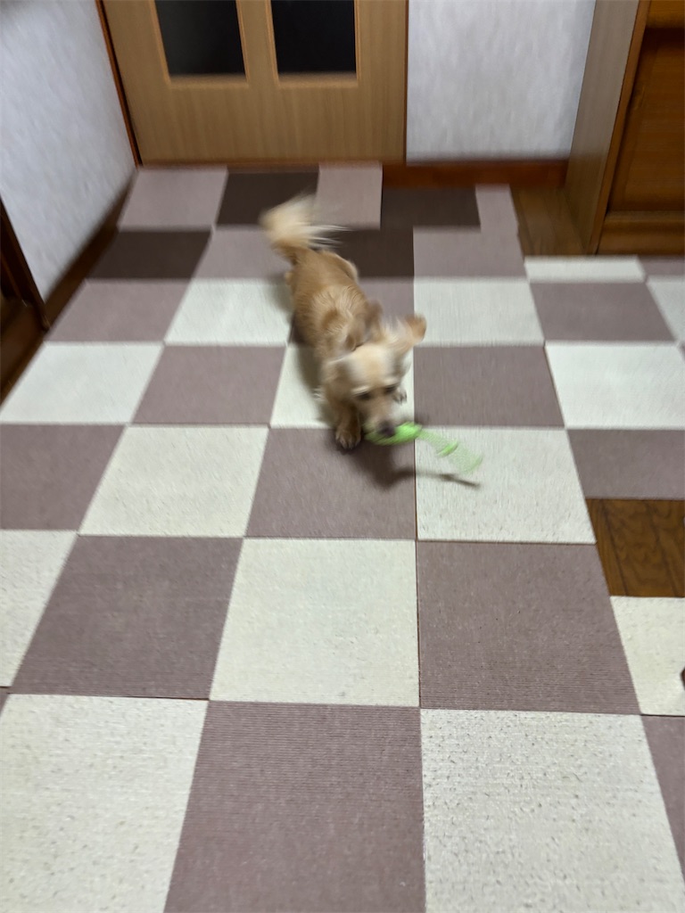 f:id:renkunno:20250106135156j:image