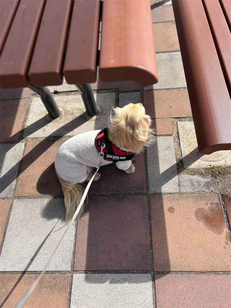 f:id:renkunno:20250129163058j:image f:id:renkunno:20250129163058j:image