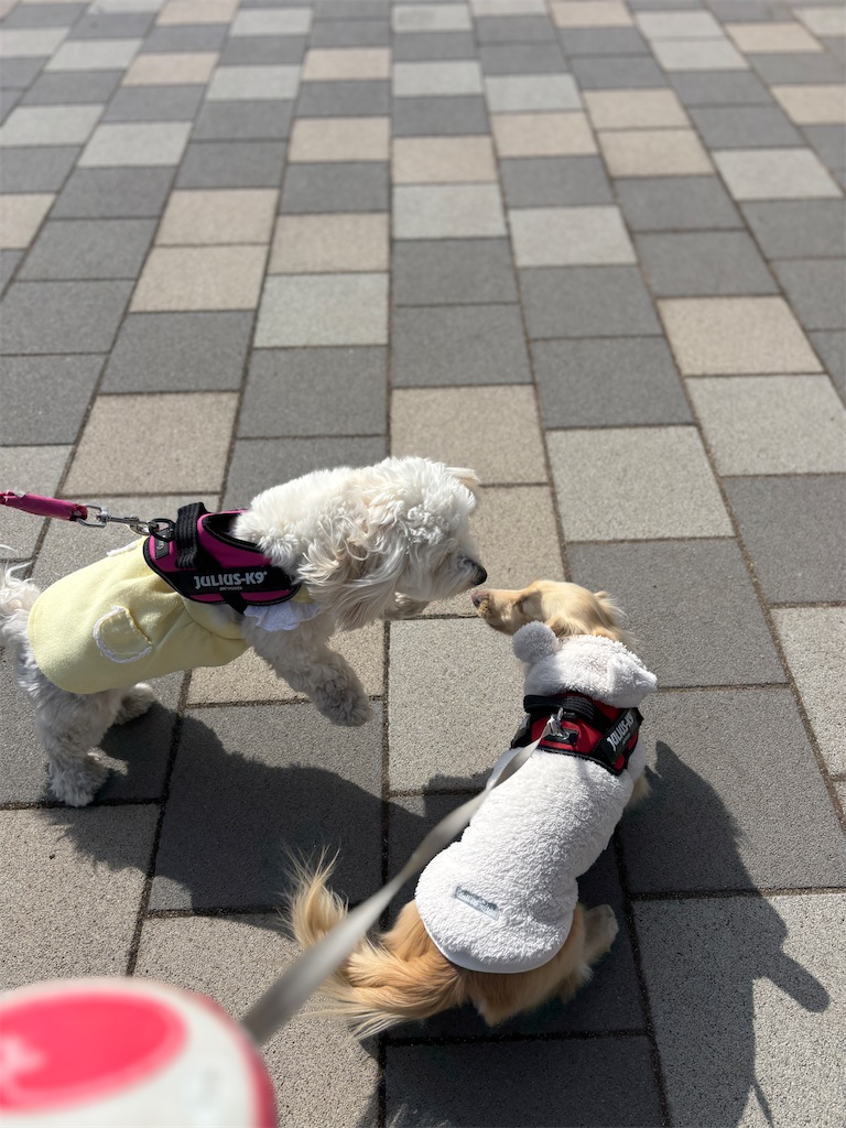 f:id:renkunno:20250211143311j:image