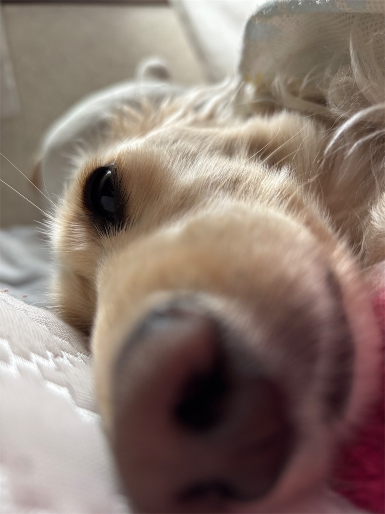 f:id:renkunno:20250302155432j:image