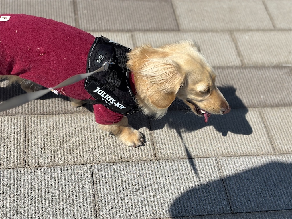 f:id:renkunno:20250310153159j:image f:id:renkunno:20250310153159j:image