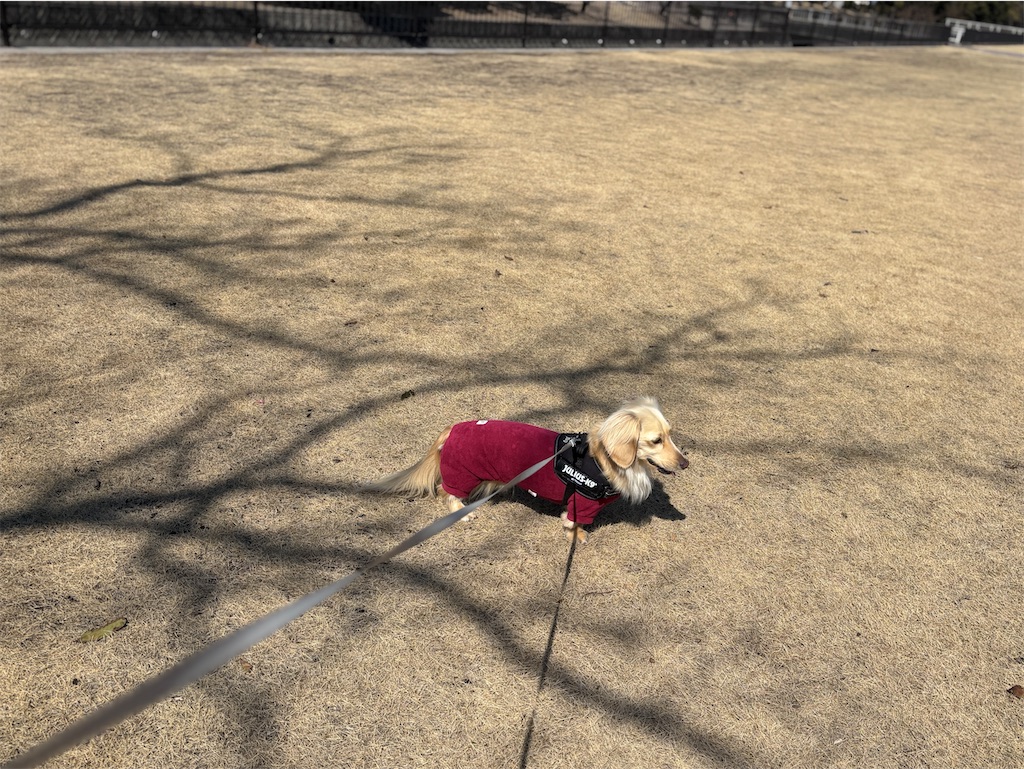 f:id:renkunno:20250310153214j:image f:id:renkunno:20250310153214j:image