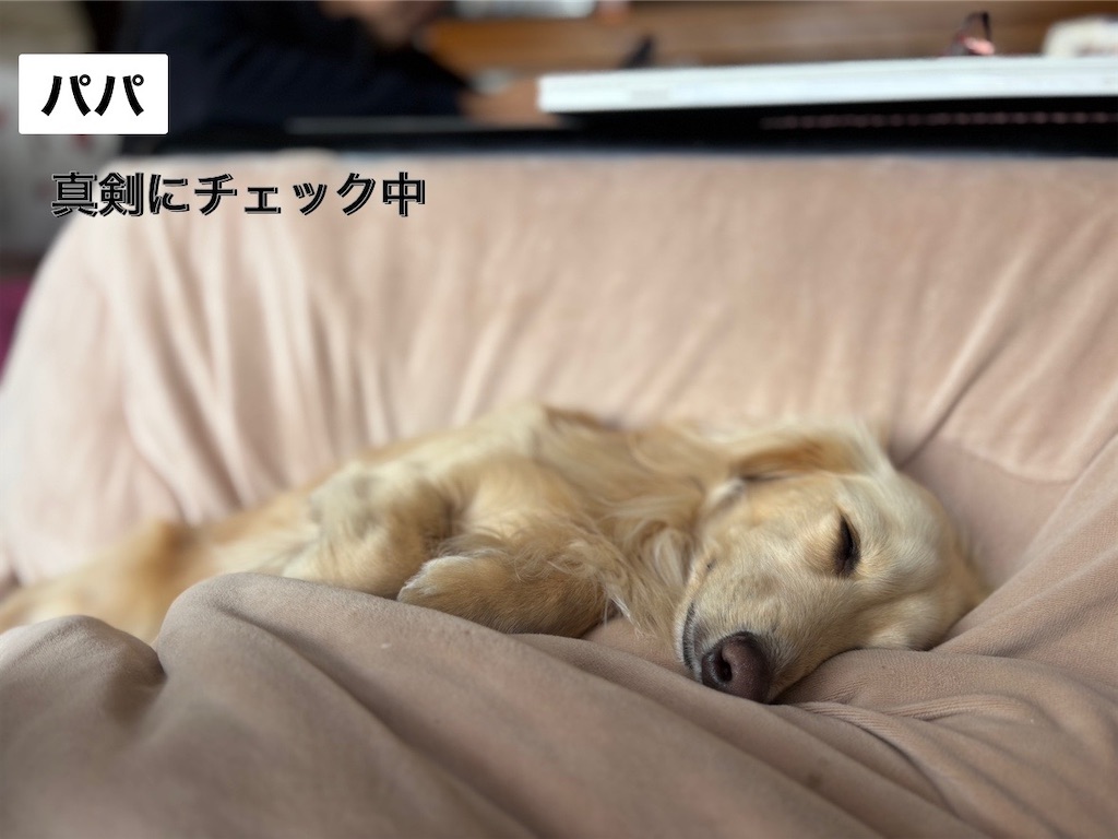 f:id:renkunno:20250310165725j:image f:id:renkunno:20250310165725j:image