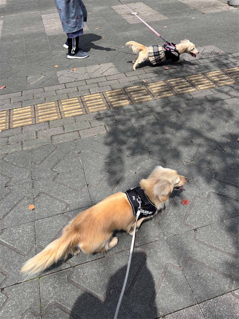 f:id:renkunno:20250412172747j:image f:id:renkunno:20250412172747j:image