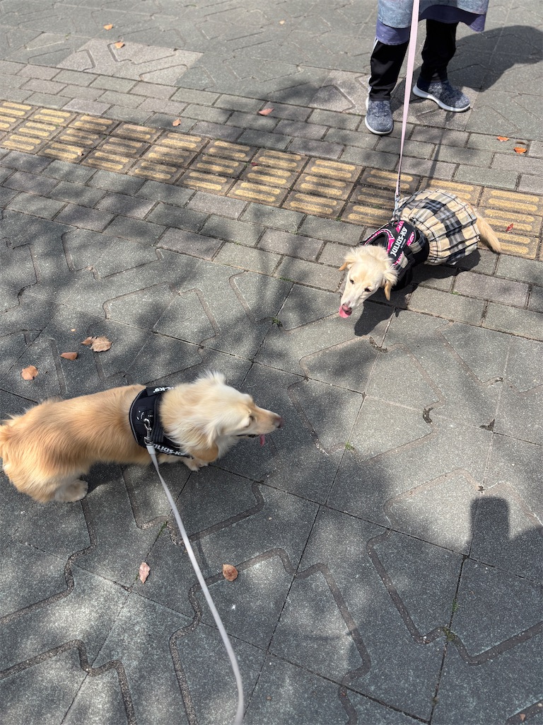 f:id:renkunno:20250412172756j:image f:id:renkunno:20250412172756j:image