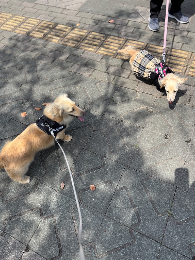 f:id:renkunno:20250412172801j:image f:id:renkunno:20250412172801j:image