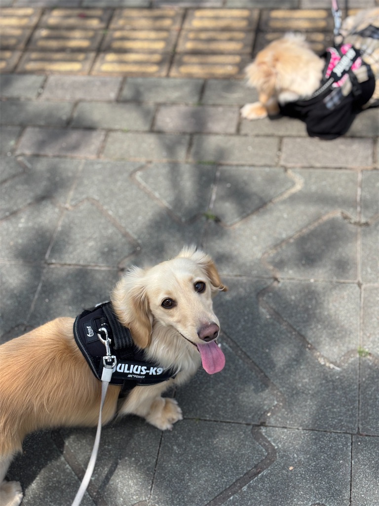 f:id:renkunno:20250412172810j:image f:id:renkunno:20250412172810j:image