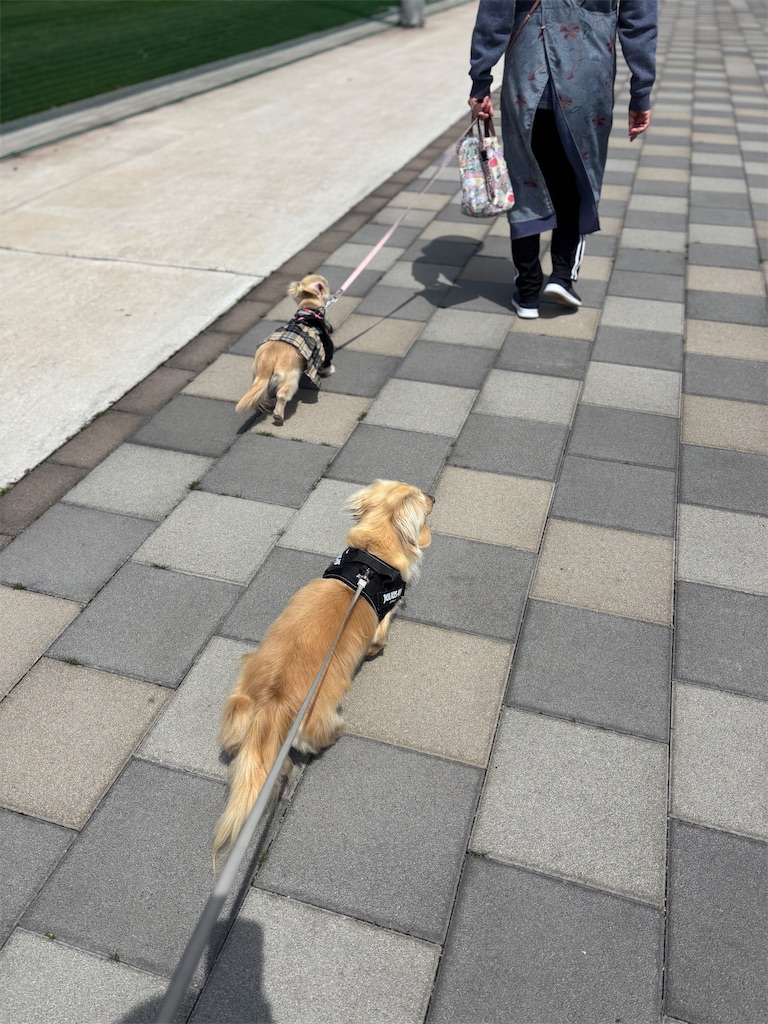 f:id:renkunno:20250412172917j:image f:id:renkunno:20250412172917j:image