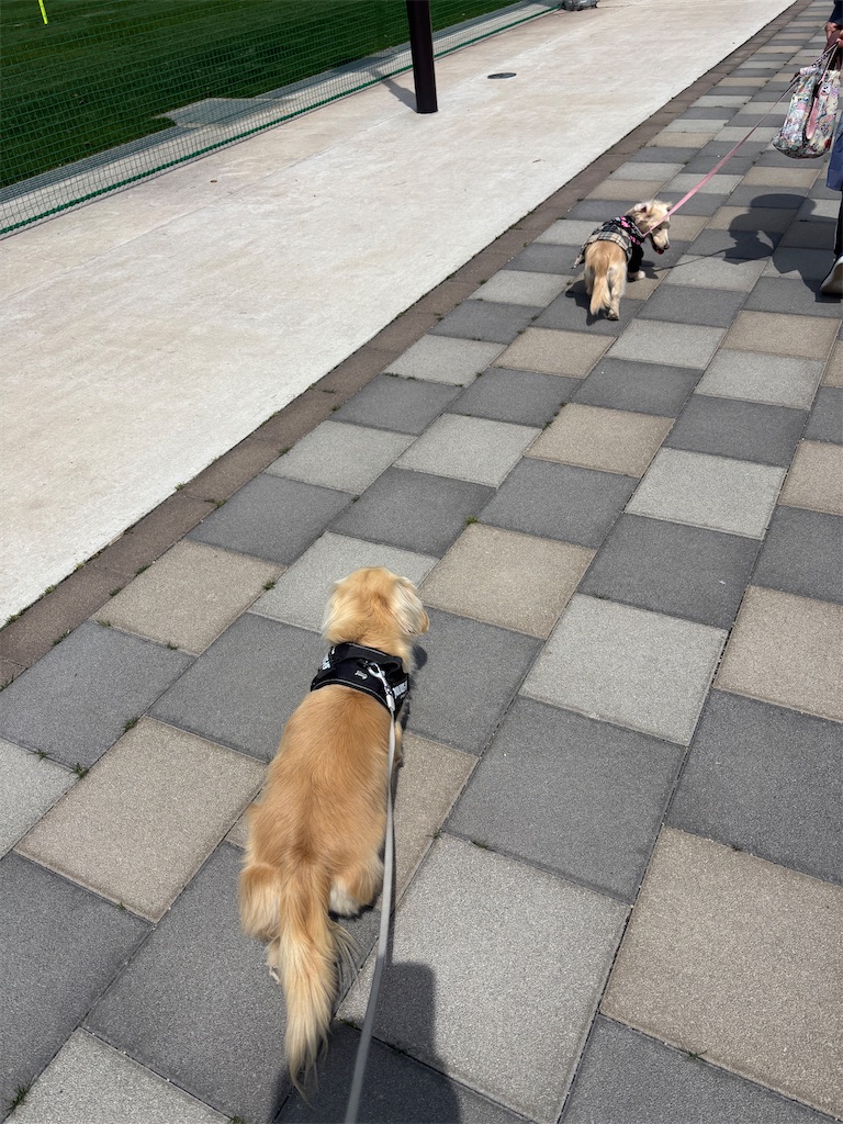 f:id:renkunno:20250412172922j:image f:id:renkunno:20250412172922j:image