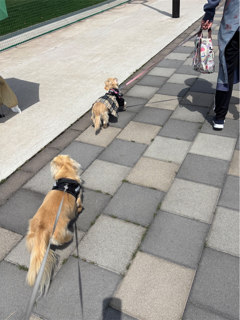 f:id:renkunno:20250412172927j:image f:id:renkunno:20250412172927j:image