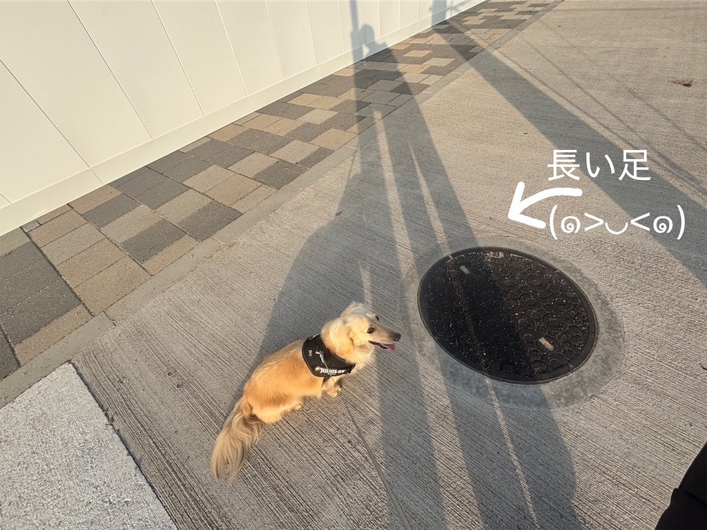f:id:renkunno:20250520091333j:image f:id:renkunno:20250520091333j:image