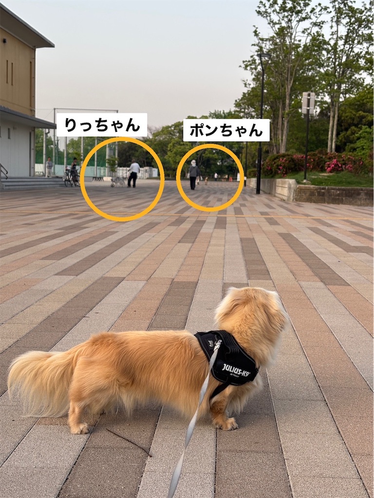 f:id:renkunno:20250520091450j:image f:id:renkunno:20250520091450j:image
