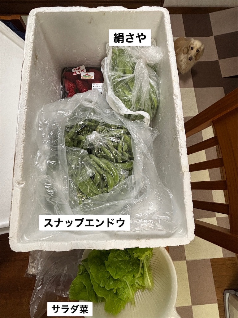 f:id:renkunno:20250524165345j:image f:id:renkunno:20250524165345j:image