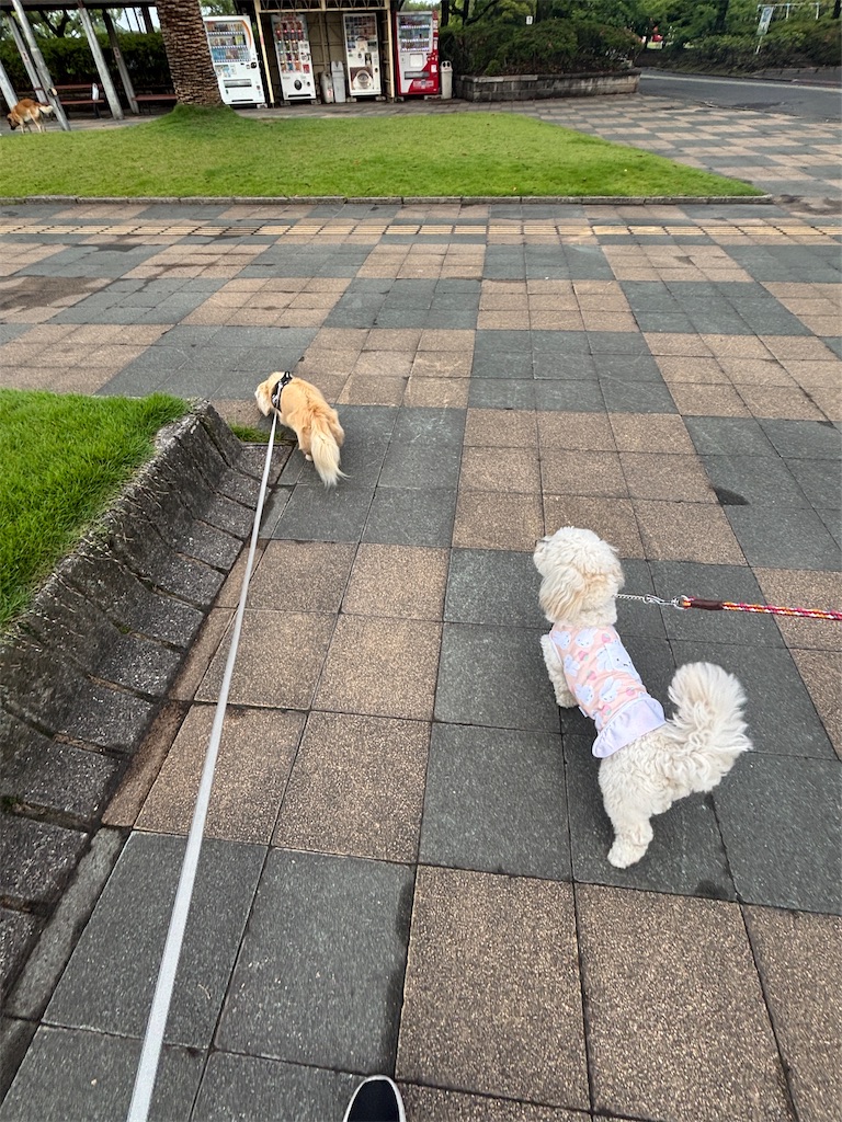 f:id:renkunno:20250604093650j:image f:id:renkunno:20250604093650j:image