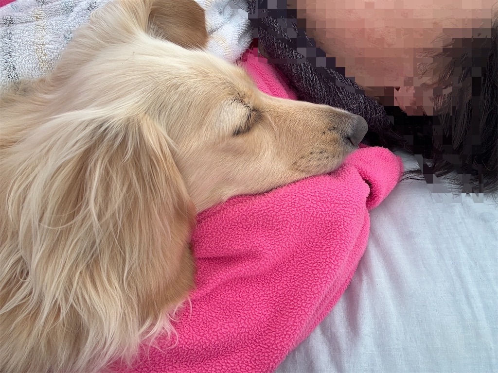 f:id:renkunno:20250708101146j:image