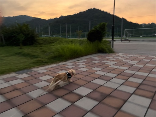 f:id:renkunno:20250828164832j:image