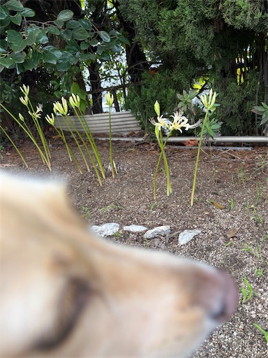 f:id:renkunno:20250928140104j:image