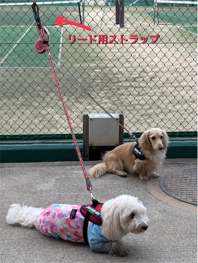 f:id:renkunno:20251002102347j:image f:id:renkunno:20251002102347j:image