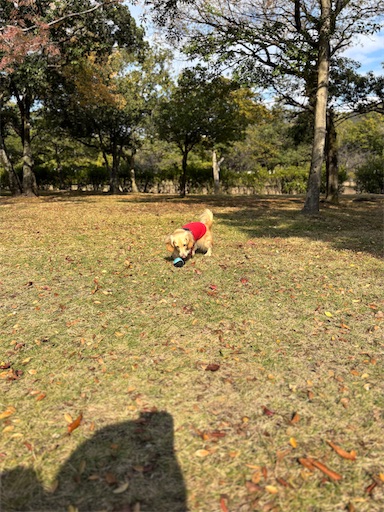 f:id:renkunno:20251122135339j:image