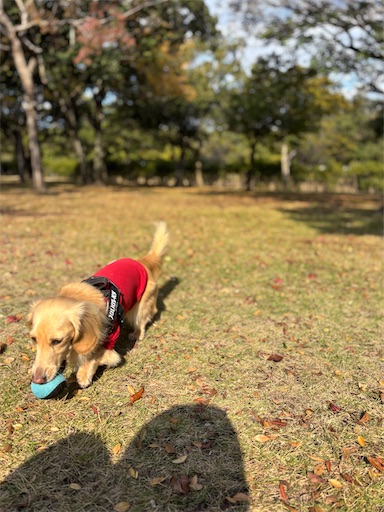 f:id:renkunno:20251122135342j:image