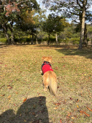 f:id:renkunno:20251122135345j:image