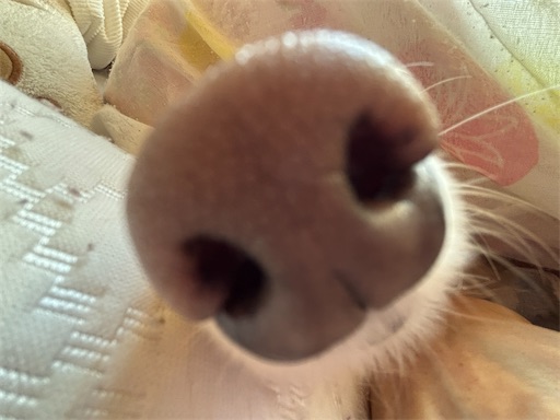f:id:renkunno:20251207103647j:image