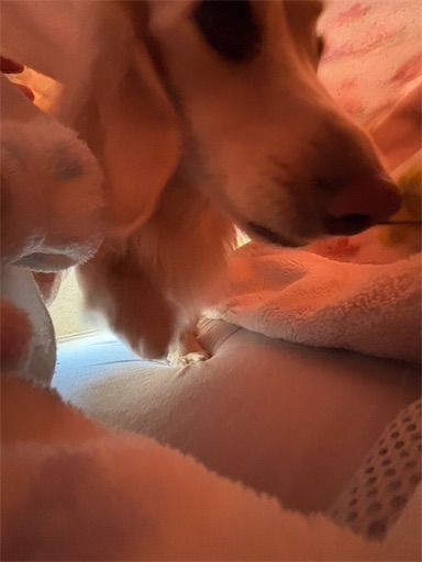 f:id:renkunno:20251207103652j:image