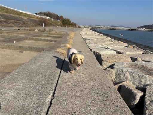 f:id:renkunno:20251211140721j:image
