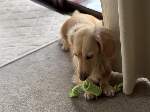 f:id:renkunno:20251212191438j:image