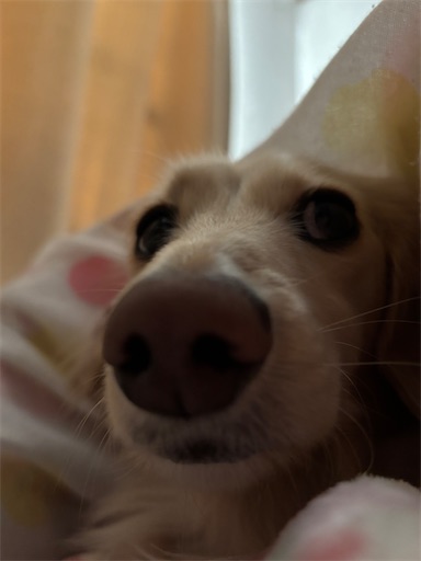 f:id:renkunno:20251214162040j:image