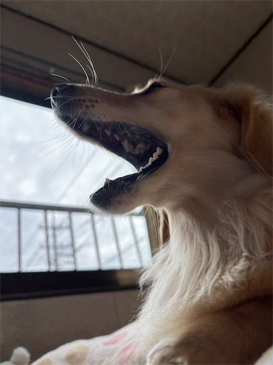 f:id:renkunno:20251220103140j:image
