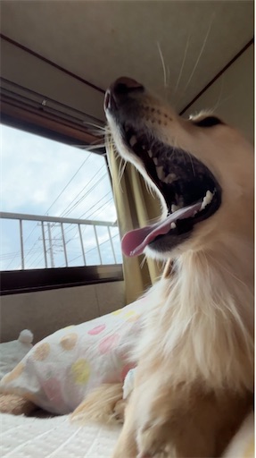 f:id:renkunno:20251220103145j:image