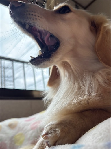 f:id:renkunno:20251220103148j:image
