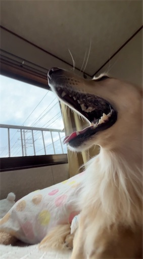 f:id:renkunno:20251220103154j:image