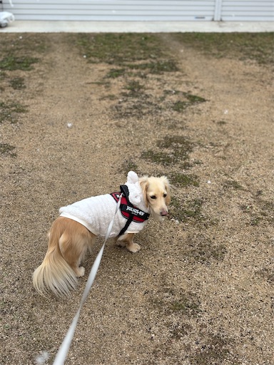 f:id:renkunno:20260111170000j:image f:id:renkunno:20260111170000j:image