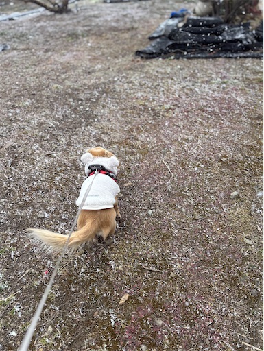 f:id:renkunno:20260111170004j:image f:id:renkunno:20260111170004j:image