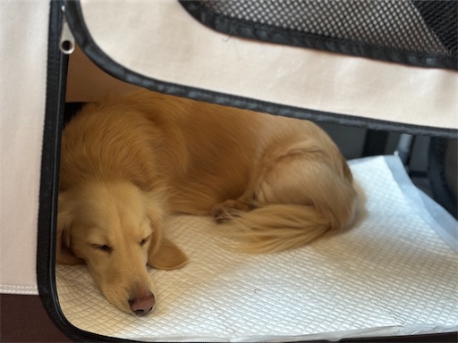 f:id:renkunno:20260111170112j:image f:id:renkunno:20260111170112j:image