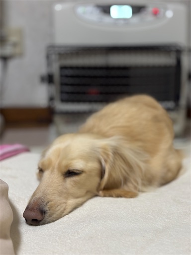 f:id:renkunno:20260111171210j:image f:id:renkunno:20260111171210j:image