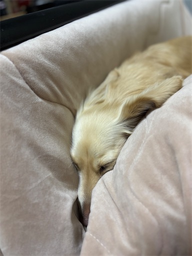 f:id:renkunno:20260111171327j:image f:id:renkunno:20260111171327j:image