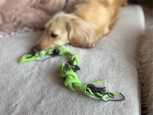 f:id:renkunno:20260113153013j:image