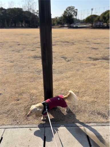 f:id:renkunno:20260113153339j:image