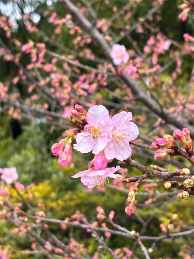 f:id:renkunno:20260301134515j:image