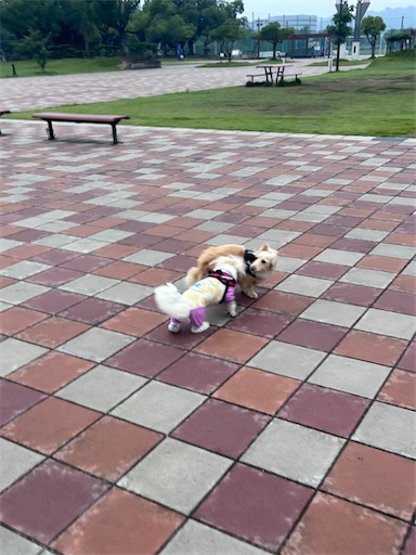 f:id:renkunno:20260701121412j:image