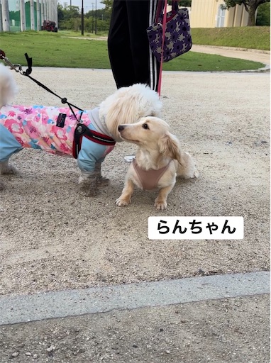 f:id:renkunno:20260717093027j:image